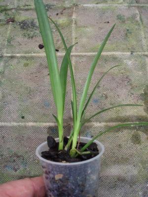 Epidendrum ferrugineum - 3