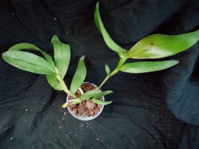 Epidendrum tridens - 3