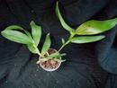 Epidendrum tridens - 3/3