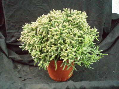 Rhipsalis burchellii (velká rostlina) - 3
