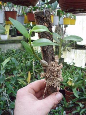 Dendrobium crumenatum (vyvázané) - 3