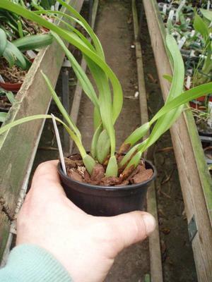 Maxillaria variabilis - 3