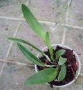 Cattleya harrisoniana - 3/4