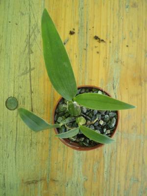 Dendrobium hodgkinsonii - 3