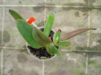 Cattleya chocoensis - 3