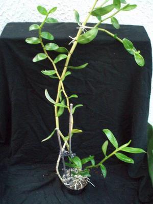 Dendrobium guangxiense - 3