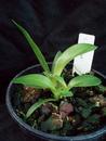 Cattleya bicolor - 3/4