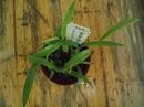 Maxillaria schunkeana - Černá orchidej - 3/4