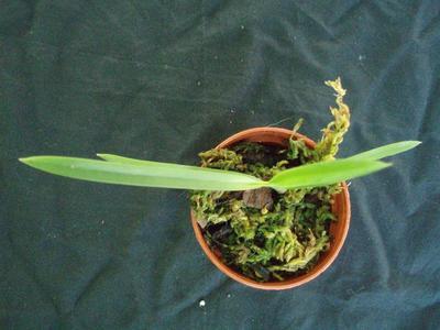 Neofinetia falcata (menší rostlina) - 3