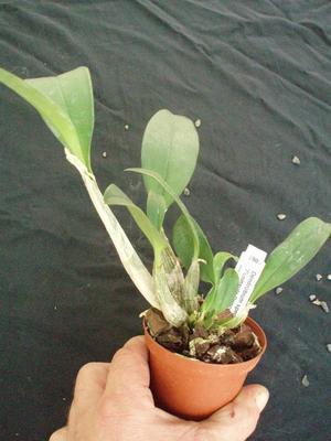 Dendrobium speciosum 'Peninsula Princess' - 3