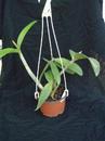 Schomburgkia crispa x Cattleya forbesii - 3/3
