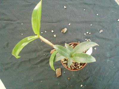 Dendrobium tetragonum var. giganteum - 3