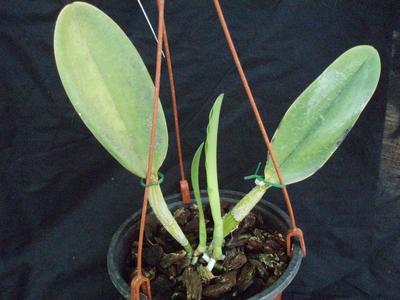 Cattleya dolosa v, alba - 3