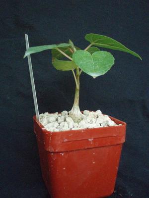 Ficus petiolaris - 3