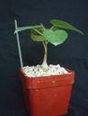 Ficus petiolaris - 3/3