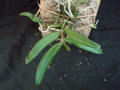 Rhipidoglossum rutilum - 3
