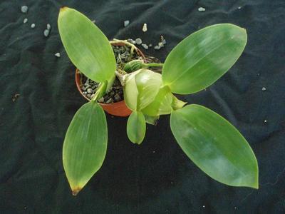 Dendrobium platycaulon - 3