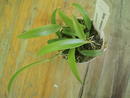 Bulbophyllum odoratissimum - 3/5