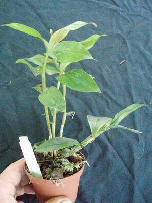 Dendrobium cumulatum - 3