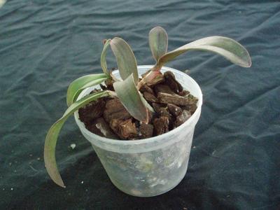 Cattleya violacea tipo flammea - 3