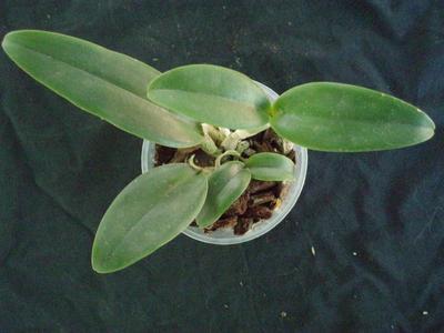 Cattleya amethystoglossa - 3