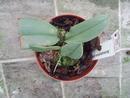 Bulbophyllum phalaenopsis - 3/3