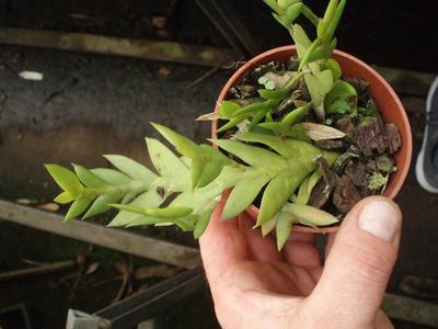 Dendrobium acinaciforme - 3