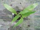 Maxillaria ubatubana - 3/3