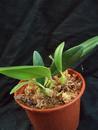 Bulbophyllum miniatum (menší trs) - 3/4