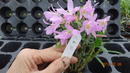 Dendrobium Chian-Tzy Aurora 'CT-Jasper' - 3/3