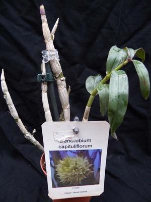 Dendrobium capituliflorum - 3