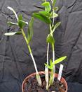 Dendrobium crumenatum - 2/2