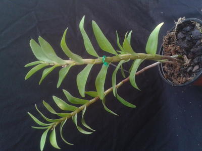 Dendrobium pantherinum - 3