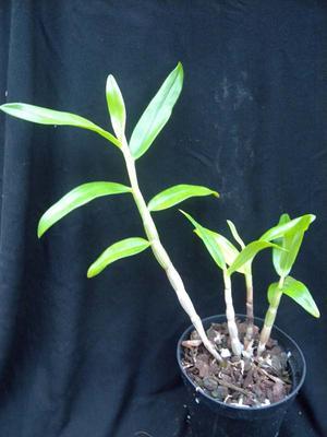 Dendrobium bracteosum - 3