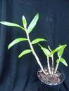 Dendrobium bracteosum - 3/4