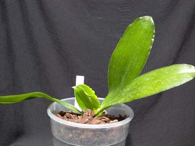 Phalaenopsis mariae - 3