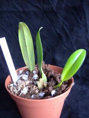 Bulbophyllum cornutum - 3