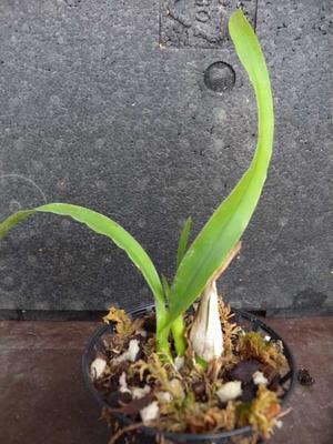 Epidendrum atropurpureum - 3