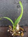Epidendrum atropurpureum - 3/3