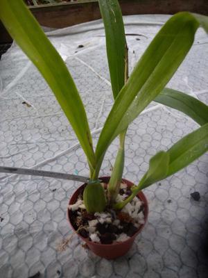 Epidendrum radiatum - 3