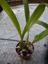 Epidendrum radiatum - 3/3