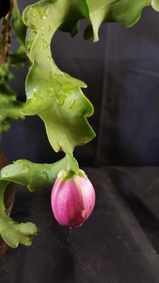 Epiphyllum guatemalensis 'monstrosa' - 3