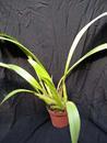 Eria iridifolia - 3/3