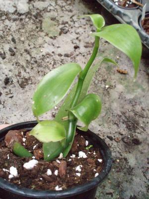 Vanilla planifolia - 3