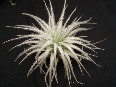 Tillandsia tectorum 'Snowball' (menší) - 3
