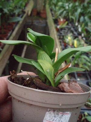 Orchidej pro začátečníky - Cambria/Oncidium mini - 3