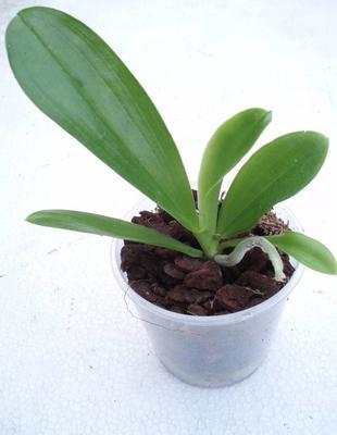 Phalaenopsis hieroglyphica 'Dark Taiwan' - 3