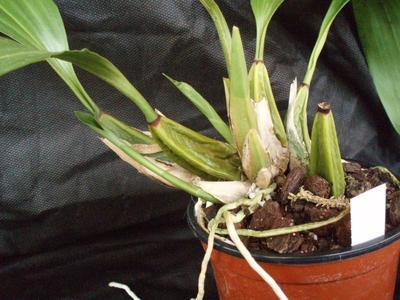 Bifrenaria harrisoniae (velká rostlina) - 3