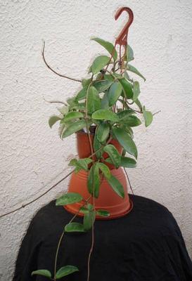 Hoya rubra (velká rostlina) - 3