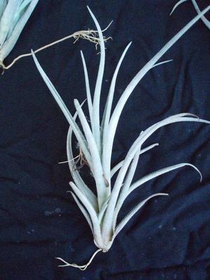 Tillandsia lorentziana - 3